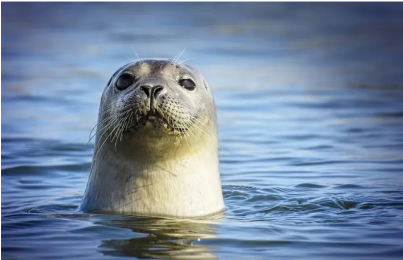 Tecnologia de reconhecimento facial é usada para salvar focas