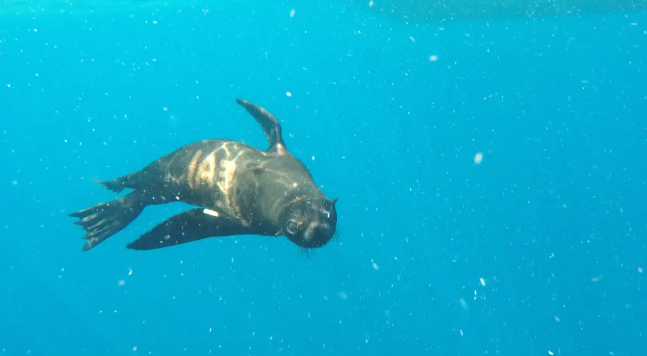Lobo-marinho resgatado é devolvido ao mar após quatro meses de tratamento em Ubatuba