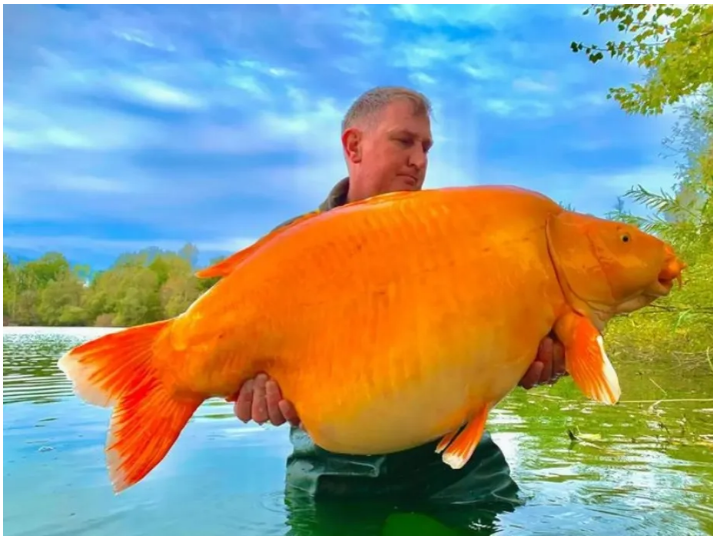 Pescador captura um dos maiores peixes dourados do mundo em lago francês