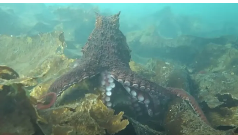 Polvo gigante do Pacífico “abraça” mergulhadora, que registra momento em vídeo inédito; confira