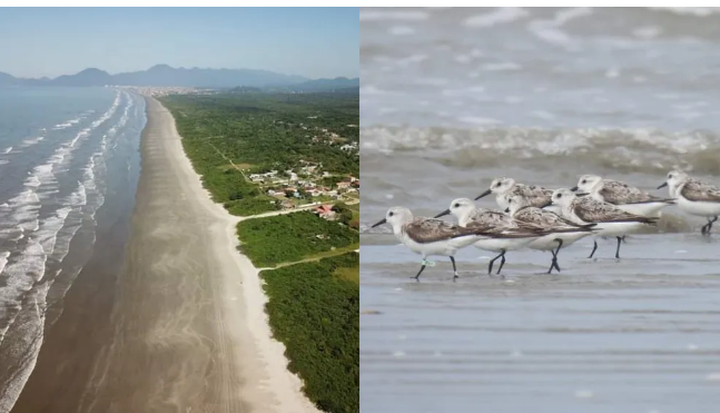 Veículos e cães ameaçam aves migratórias em praia preservada no litoral de SP, alertam especialistas