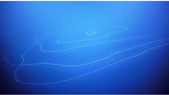 Sifonóforo gigante descoberto no mar da Austrália pode ser o animal mais longo do mundo