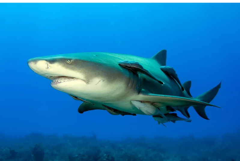 Em decisão histórica, países votam pela regulação do comércio de barbatanas de tubarão