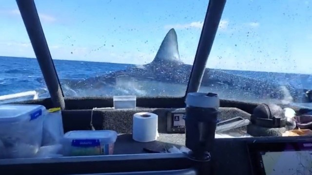 Tubarão pula em cima de barco e assusta pescadores na Nova Zelândia; veja vídeo