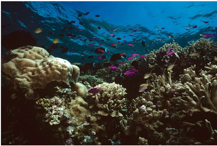 Humanidade está ‘dizimando’ a vida marinha, revela nova Lista Vermelha de Espécies Ameaçadas