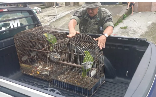 Idoso é detido com 17 aves silvestres presas em gaiolas em São Vicente