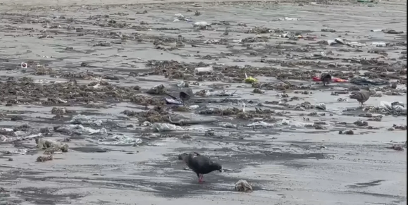 Faixa de areia é tomada por lixo e resíduos marinhos no litoral de SP