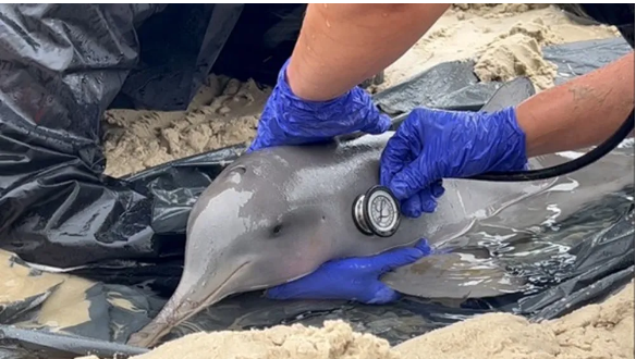 Toninha filhote encontrado encalhado e enrolado em rede é resgatado com vida no litoral de SP; vídeo