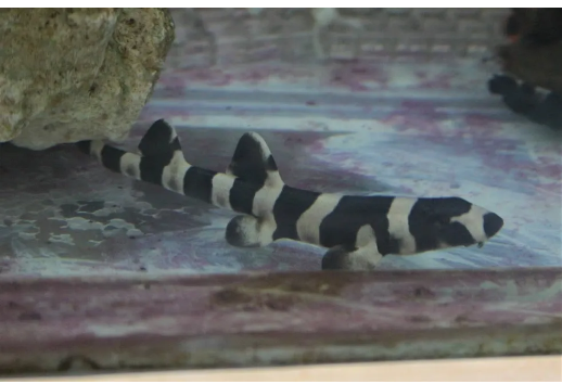 Quatro filhotes de tubarão-bambu nascem no Aquário de Santos
