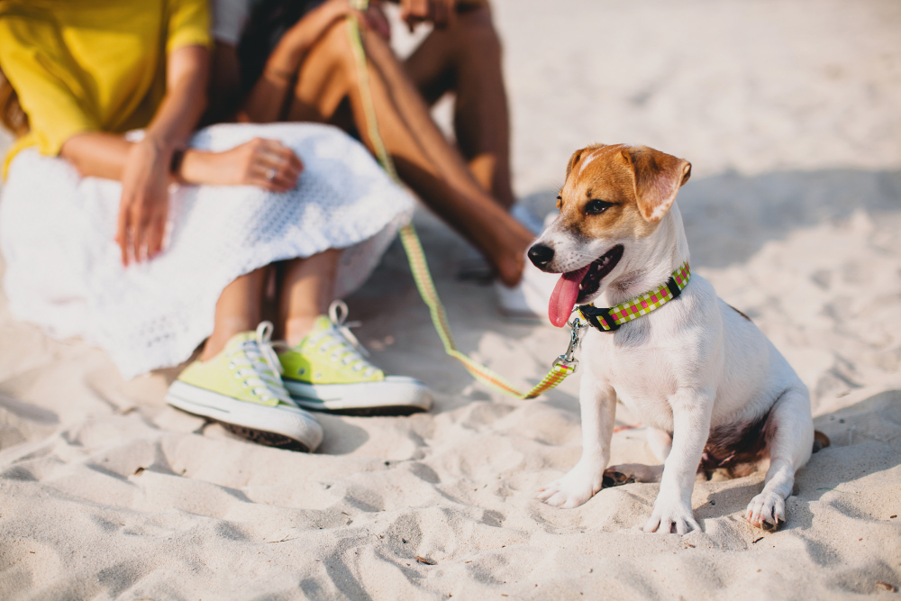 Viajando com o pet: Conheça praias onde você pode levar seu cachorro