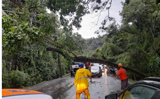 Árvore cai em rede elétrica e interdita totalmente Rio-Santos em São Sebastião