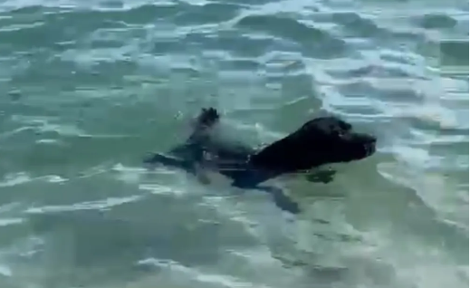 Cachorro pula no mar para ajudar salva-vidas a resgatar vítimas de afogamento no litoral de SP; veja vídeo