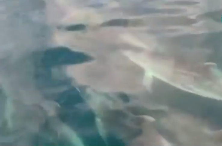 Dezenas de golfinhos dão espetáculo em Angra dos Reis; veja vídeo