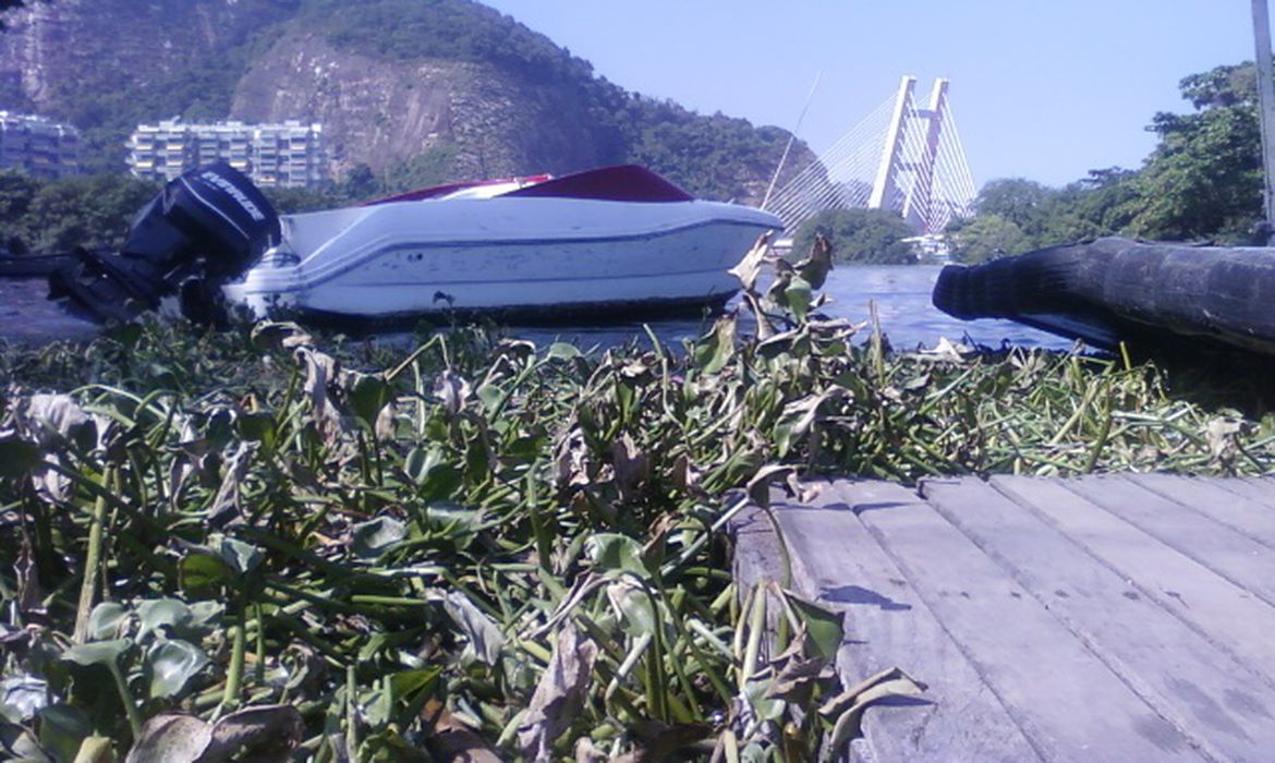 Comlurb retira 280 toneladas de gigogas da praia da Barra da Tijuca