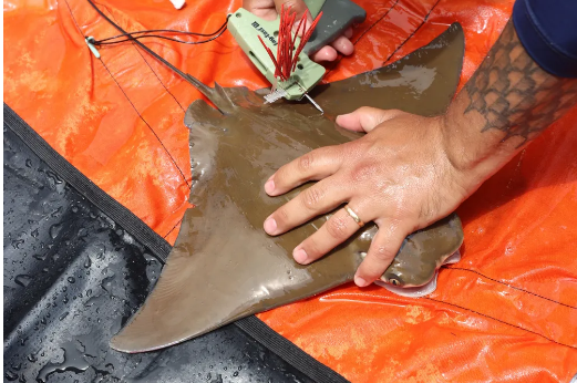 Raia em risco de extinção é capturada viva pela 2ª vez pelo mesmo pescador em Bertioga