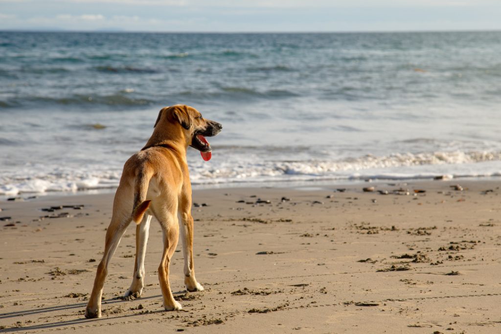 Quais praias do litoral de SP permitem animais na faixa de areia?