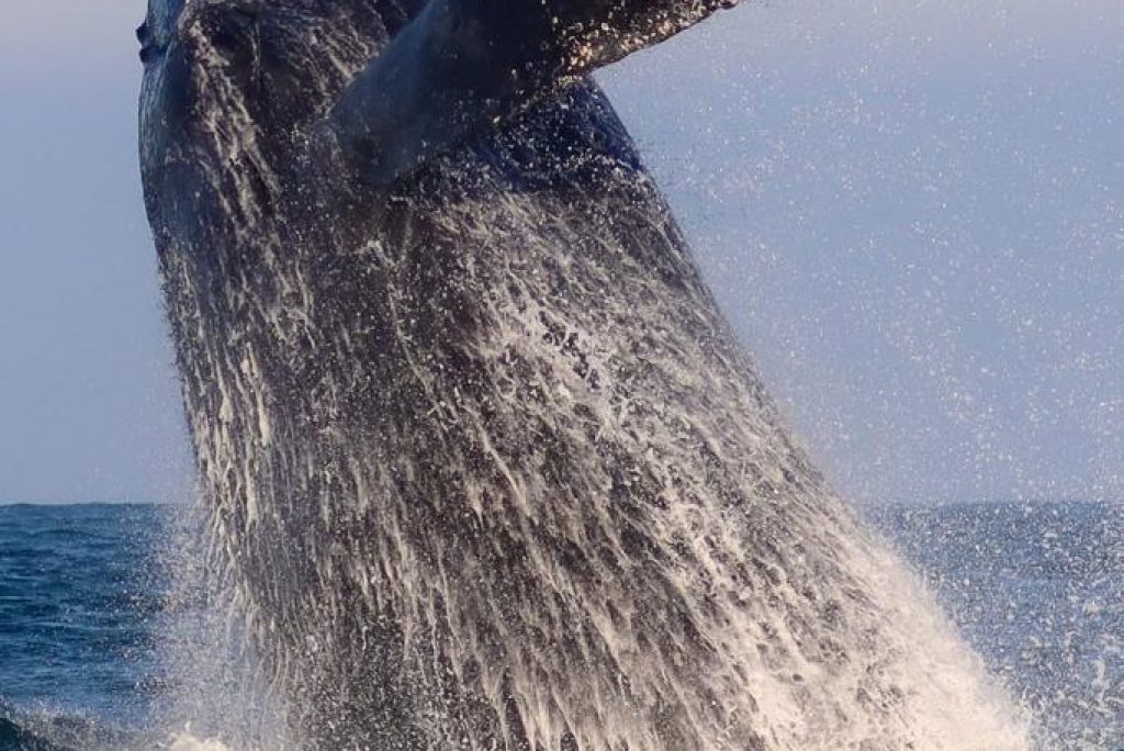 Começa a temporada de avistamento de baleias no litoral norte