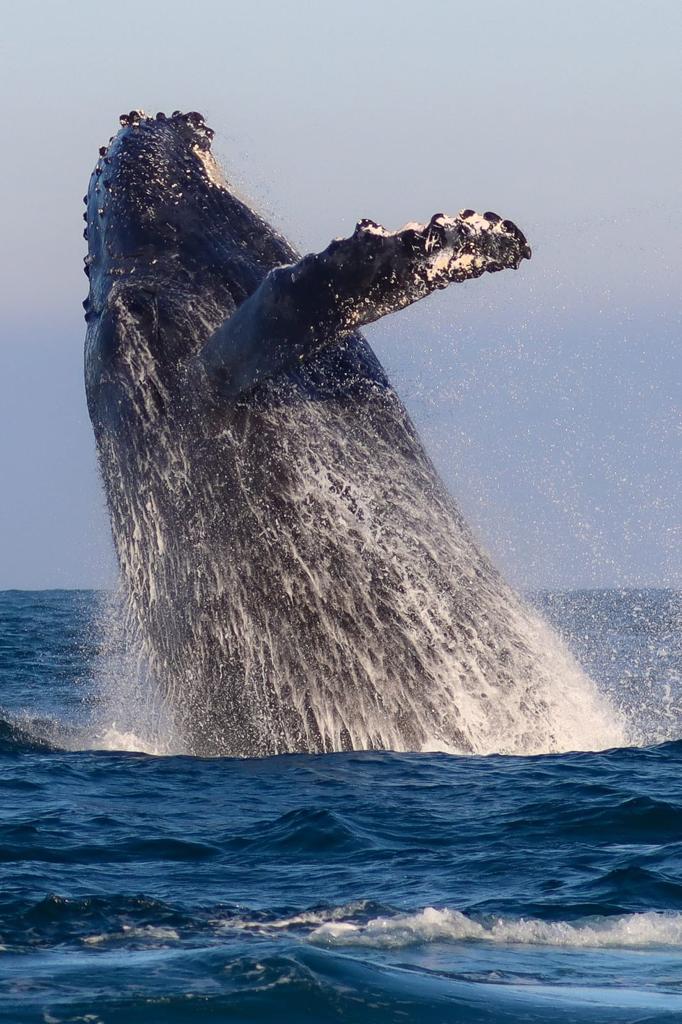 Começa a temporada de avistamento de baleias no litoral norte