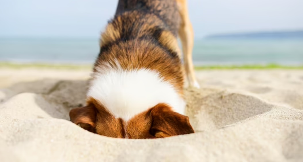Protegendo seu Cão: Por que evitar praias pode ser a melhor opção para o seu Pet