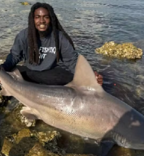 Golfinho é encontrado morto por moradores em praia do litoral de SP