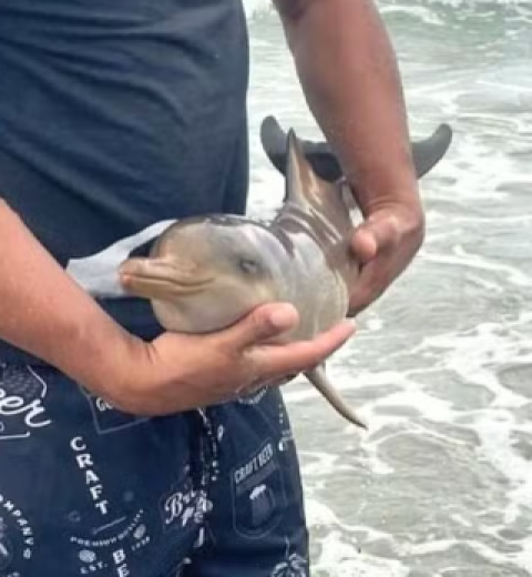 Dezenas de peixes aparecem mortos em praia do litoral de SP