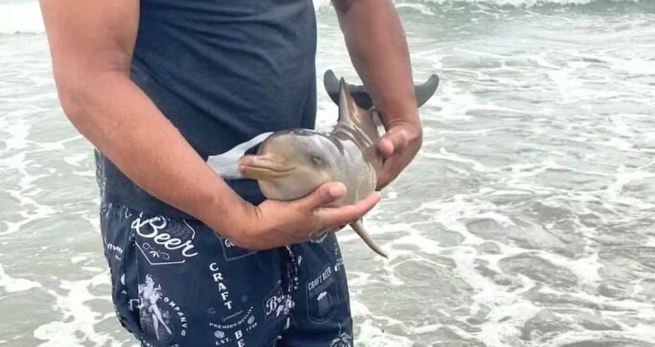 Toninha recém-nascida morre após encalhar em praia no litoral de SP