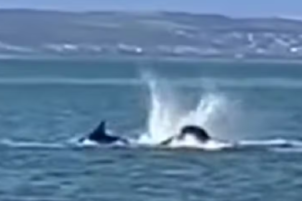 Orca é vista matando tubarão branco na costa sul-africana; assista ao vídeo