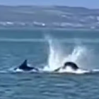 Fotógrafo faz registro espetacular de golfinhos-pintados-do-atlântico nadando em Bertioga; Vídeo