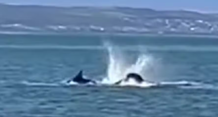 Orca é vista matando tubarão branco na costa sul-africana; assista ao vídeo