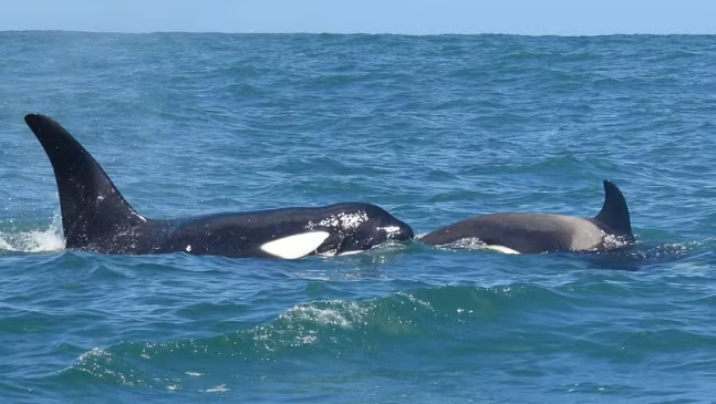 Vídeo flagra grupo de orcas em Ilhabela, no Litoral Norte de SP; assista