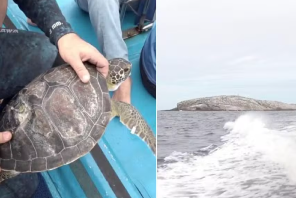 Tartarugas-verdes resgatadas e cuidadas no Aquário de Santos são devolvidas ao mar