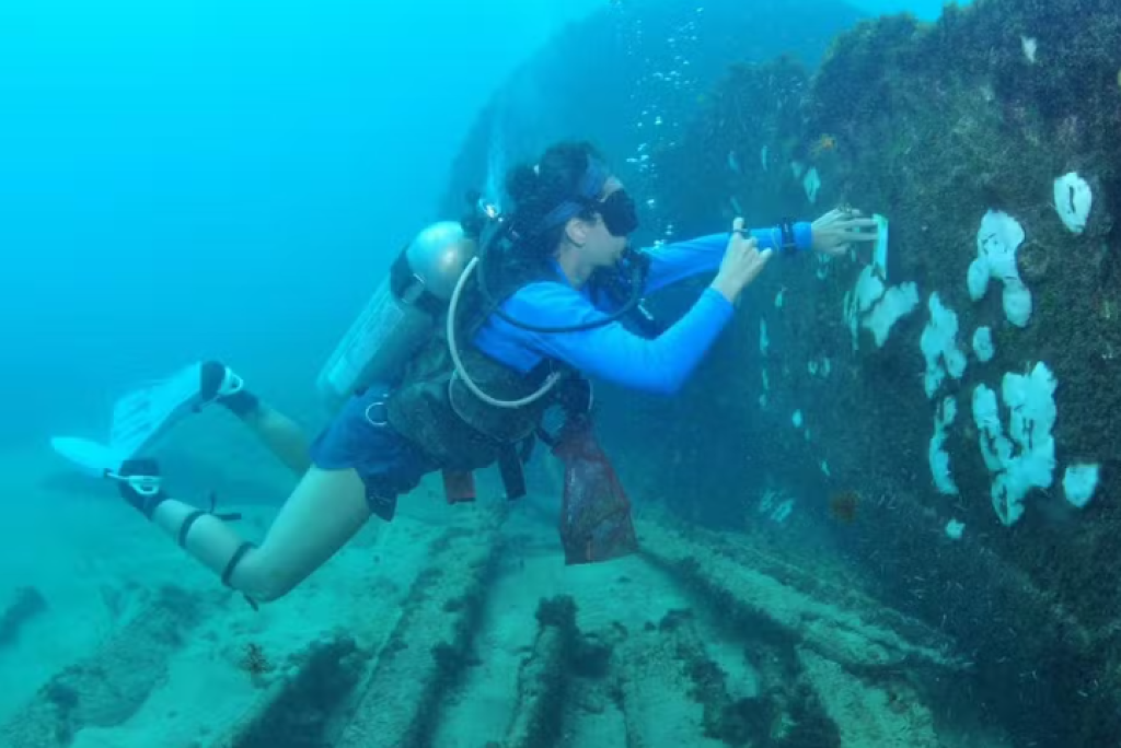 Branqueamento de corais chega a Fernando de Noronha e preocupa pesquisadores
