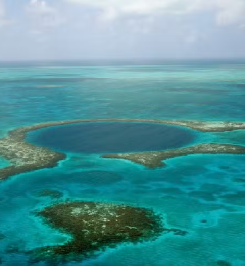 Espécie invasora, coral-sol é encontrado no Litoral Sul de Alagoas