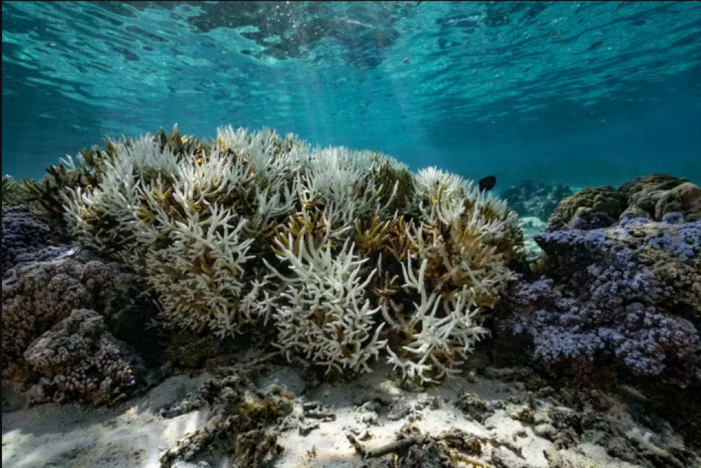 Mundo enfrenta 4º evento de branqueamento de corais, aponta NOAA