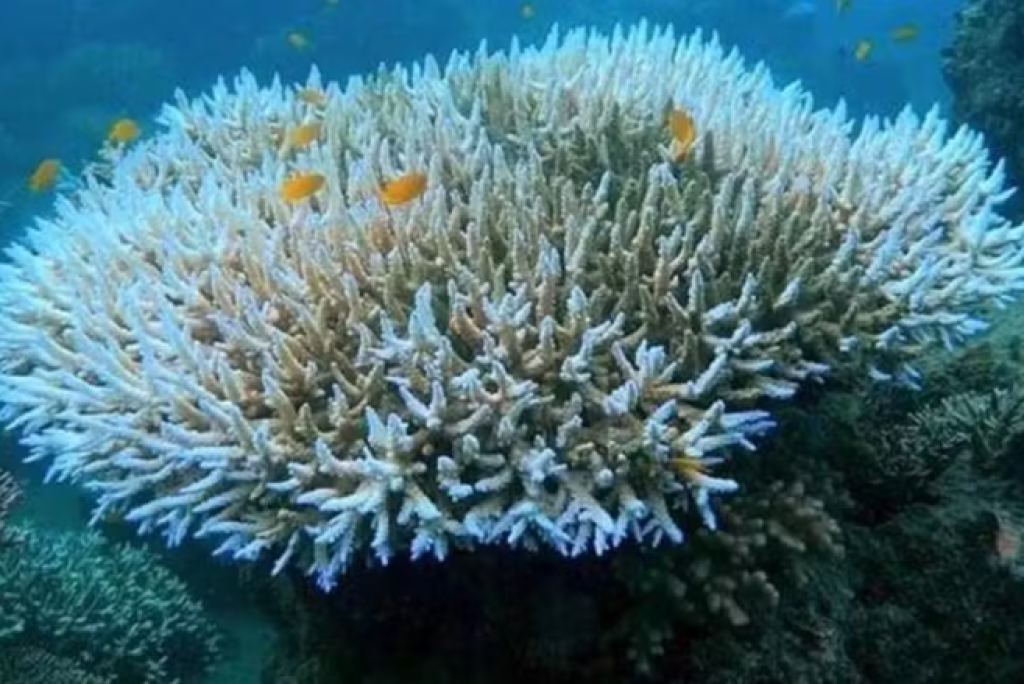Nova onda global de branqueamento de corais é sinal da morte dos oceanos?