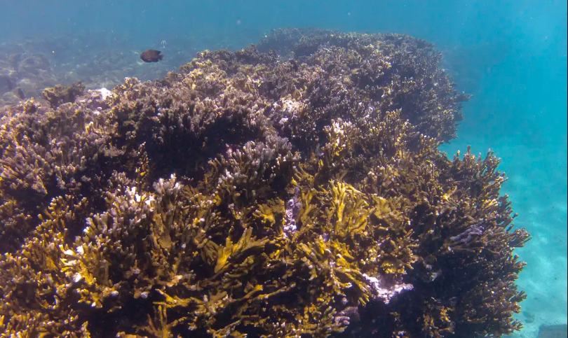 BNDES criará fundo de R$ 60 milhões para preservação de corais
