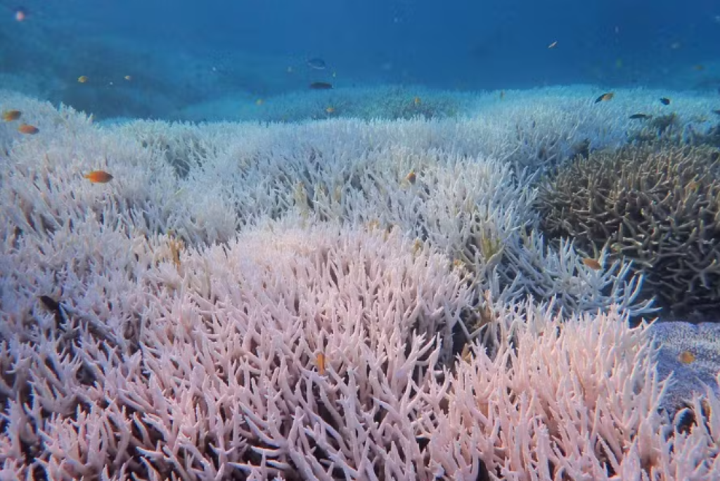 A morte branca: aquecimento do Atlântico ameaça corais do país, com efeito na pesca e no turismo