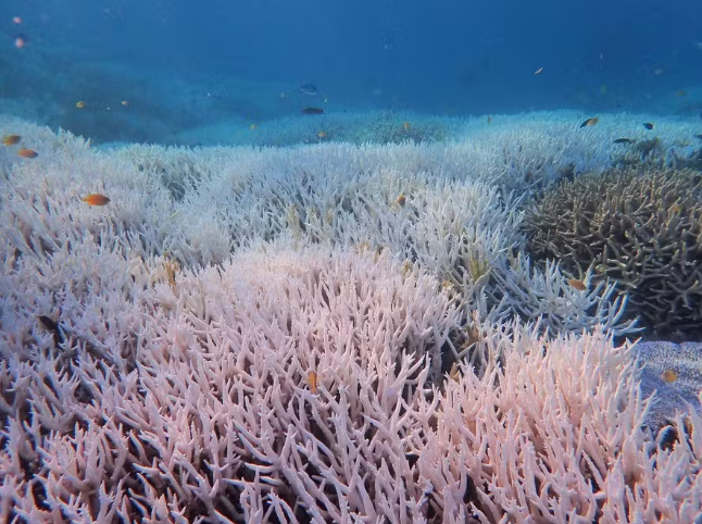 A morte branca: aquecimento do Atlântico ameaça corais do país, com efeito na pesca e no turismo