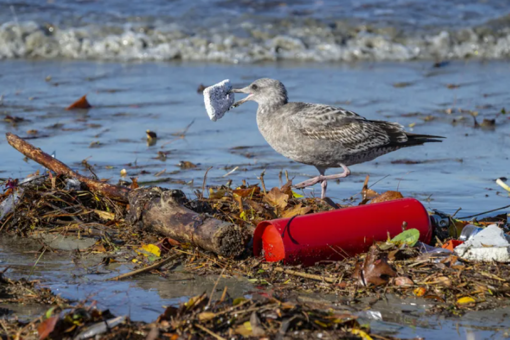 Com a poluição de plástico nos oceanos em níveis alarmantes, governos de 175 países costuram tratado para combater o problema