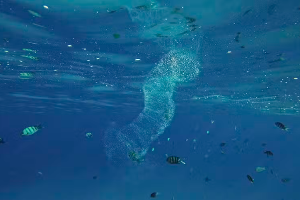 Parece plástico, mas é orgânico: conheça a salpa, animal invertebrado do oceano