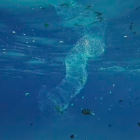 Baleia jubarte de 6,5 metros aparece morta e é enterrada em praia no litoral de SP