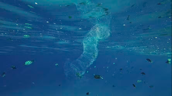 Parece plástico, mas é orgânico: conheça a salpa, animal invertebrado do oceano