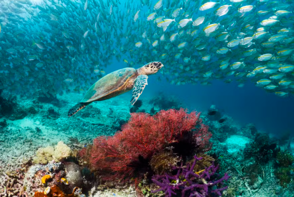 Sobrepesca, poluição e perda de habitats ameaçam espécies marinhas da costa brasileira