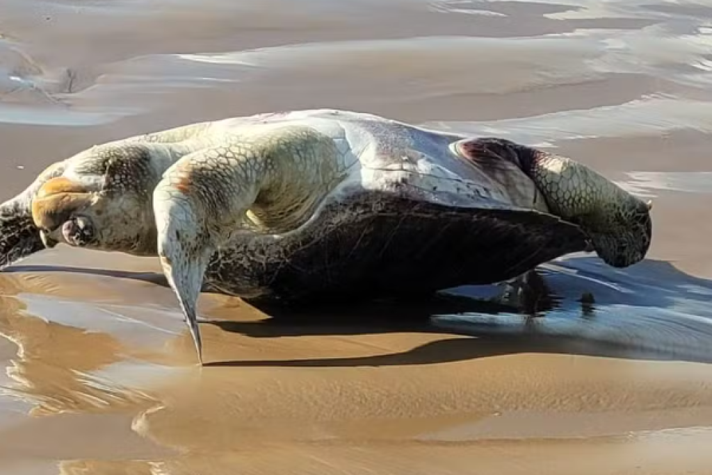 Tartaruga-marinha é encontrada morta em praia da Grande Aracaju