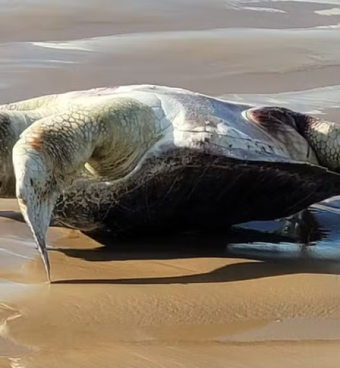 Casal encontra lobo-marinho machucado sobre as pedras na Praia de Itaguaré, em Bertioga