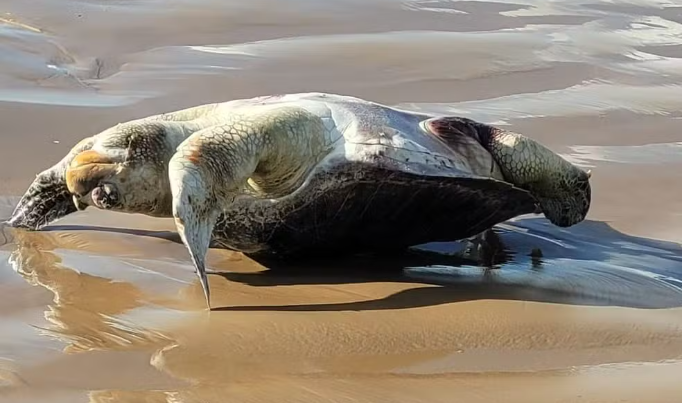 Tartaruga-marinha é encontrada morta em praia da Grande Aracaju