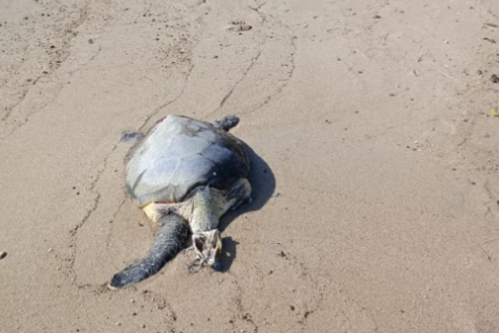 Tartaruga ameaçada de extinção é encontrada morta após engolir anzol em praia de Ilhabela