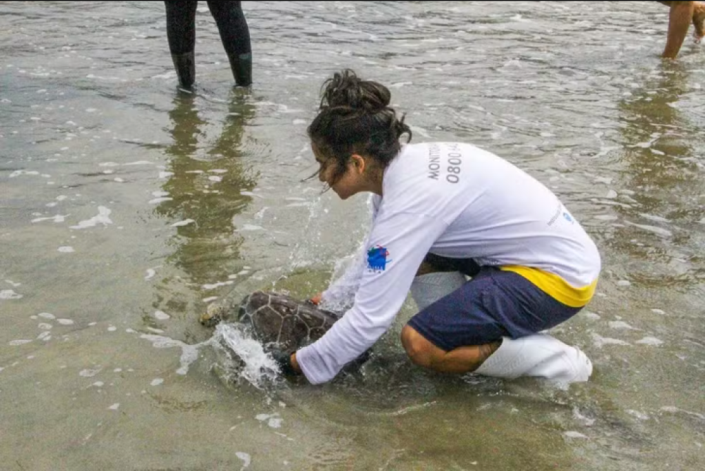 Tartaruga encontrada presa em rede de pesca é devolvida ao mar após sete meses de tratamento no Guarujá
