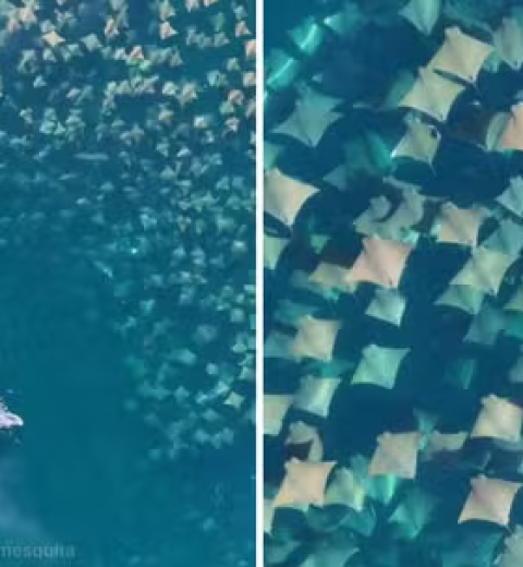 Nova onda global de branqueamento de corais é sinal da morte dos oceanos?