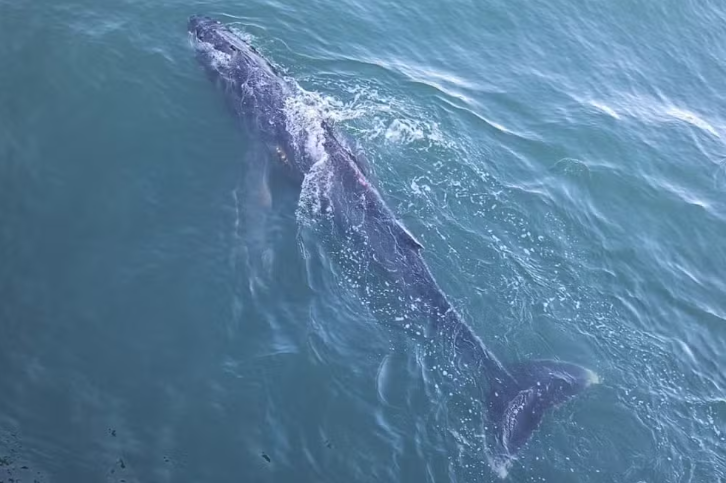 Filhote de baleia jubarte se perde no canal do Porto de Santos e chega perto de navio